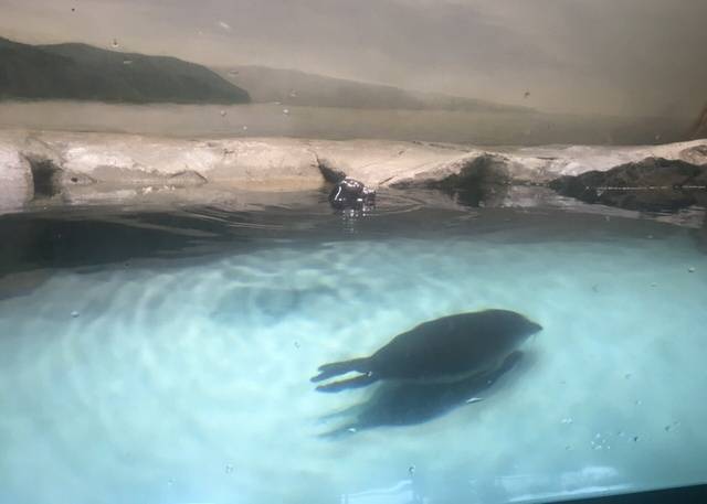 Байкальских нерпят передали зоопарку в Японии