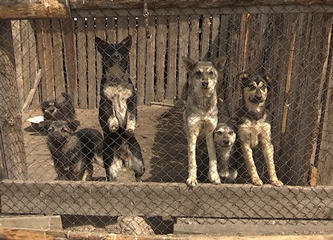 В Улан-Удэ обнародовали места отлова бродячих собак