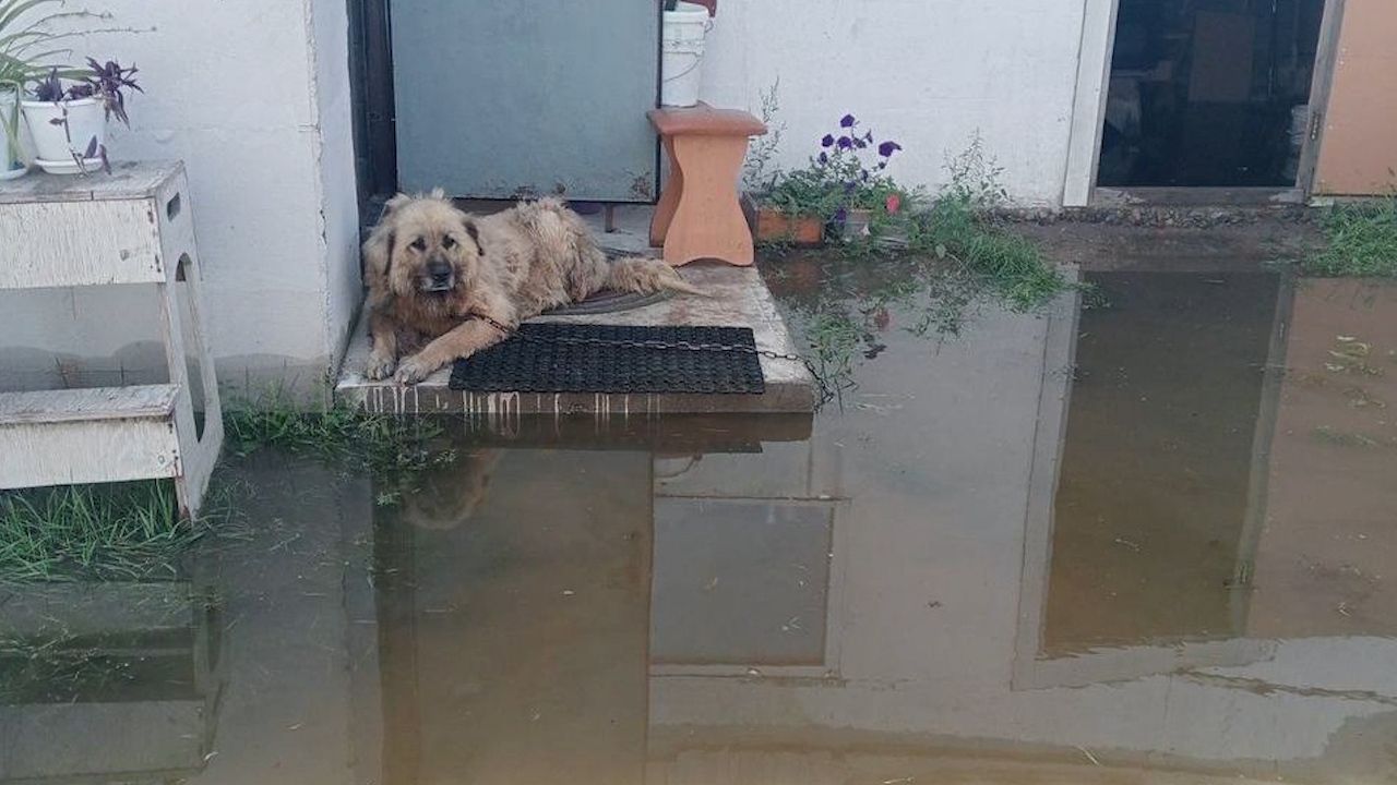 В Улан-Удэ Селенга достигла максимума за лето. Грунтовые воды топят жителей  Левобережья