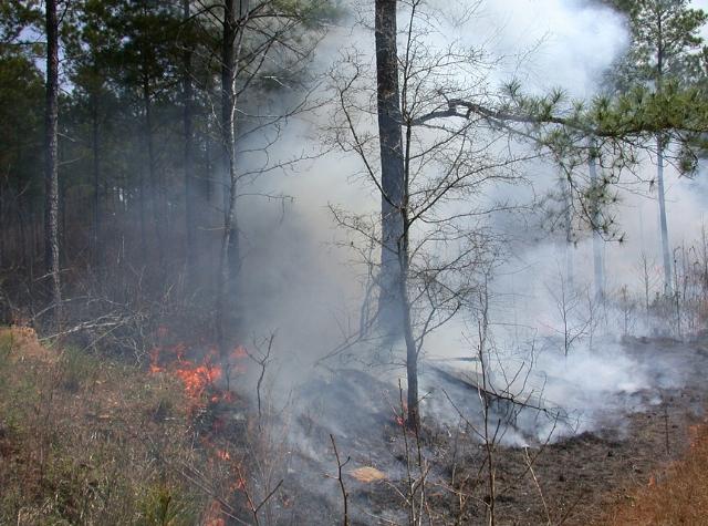 В Бурятии за сутки потушили три лесных пожара