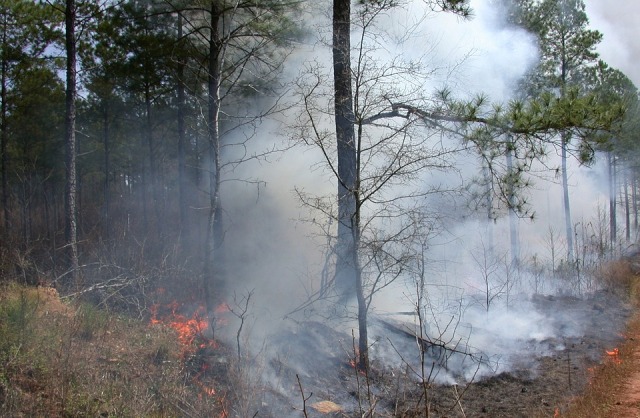 В Бурятии локализовали крупный лесной пожар в Иволгинском районе 