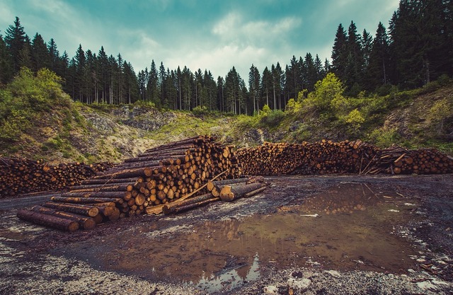 В Бурятии выявили партию контрабандного леса на 80 млн рублей
