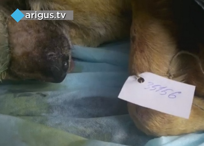 Улан-удэнский «легендарный» пес Дан, выживший после семи выстрелов, скончался в Москве