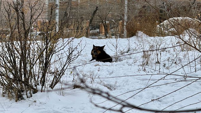 На севере Бурятии будет снежно и ветрено