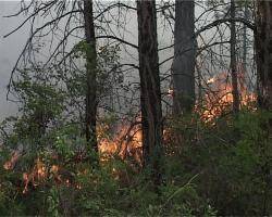 Лесные пожары вновь набирают силу