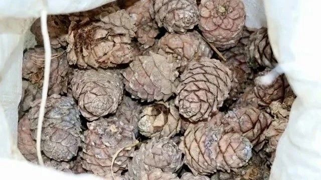 В Бурятии начался сезон сбора кедровой шишки 