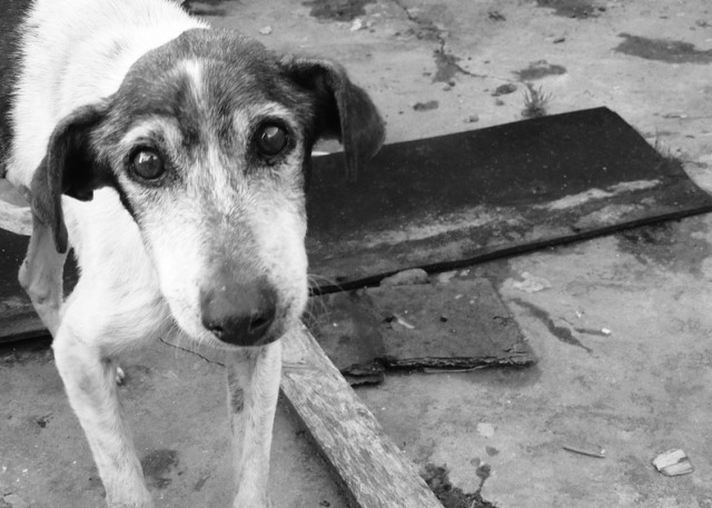Улан-Удэ потратит еще 850 тысяч на отлов бродячих собак
