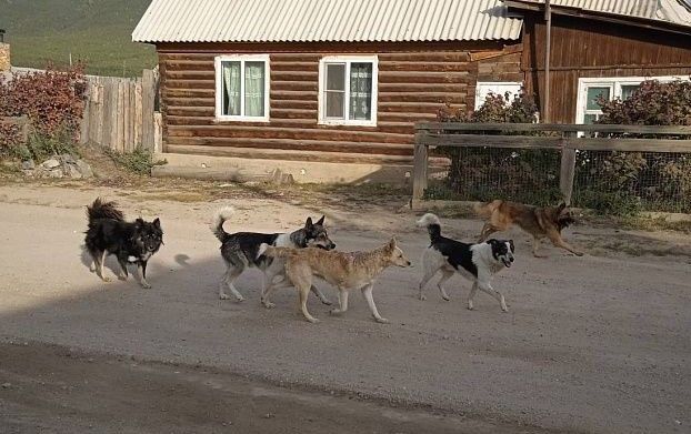 «Это будет катастрофа»: В Улан-Удэ более 4 тысяч собак могут выпустить на улицы