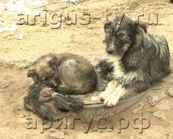 "Геноцид" или профилактика? Как в Улан-Удэ решают проблему бездомных животных
