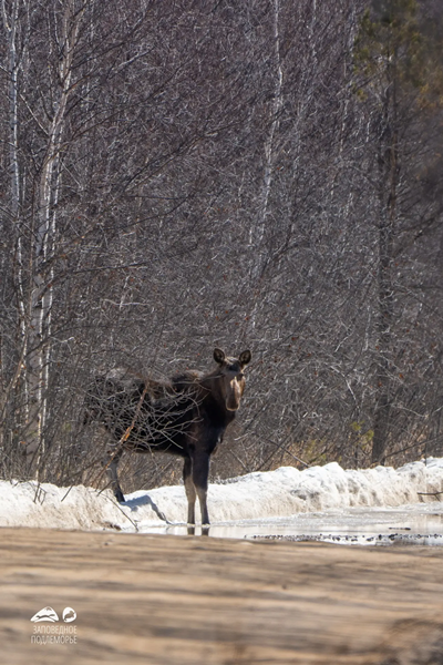 фото: Лубсан Чагдуров