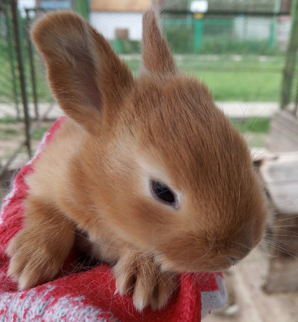 Кролик живой уголок. Крольчиха. Кролики 9 месяцев. Живой уголок в Улан-Удэ.