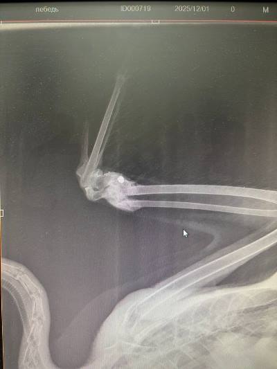 фото: городская ветеринарная станция Улан-Удэ