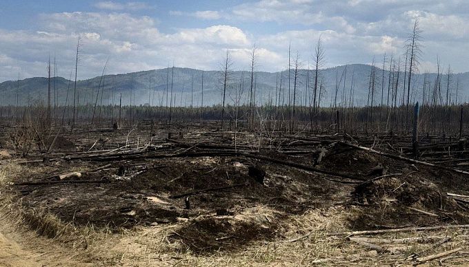 Сгорело 900 гектаров. В Баргузинском районе удалось локализовать один лесной пожар