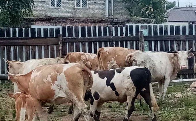 В районе Бурятии жители поплатятся рублем за «гулящих» коров