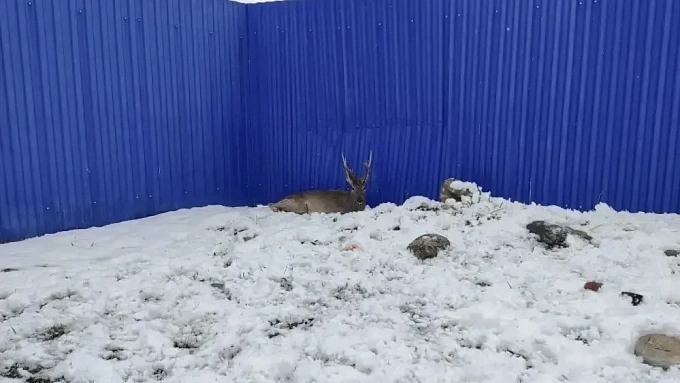 Косулю спасли в Тункинском нацпарке 