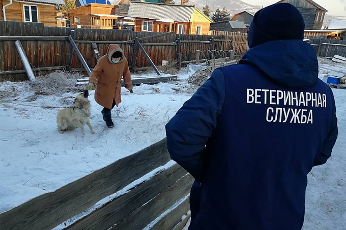 В Улан-Удэ идут массовые проверки собак на самовыгуле