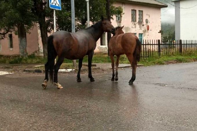 В Бурятии бесхозные лошади оккупировали город