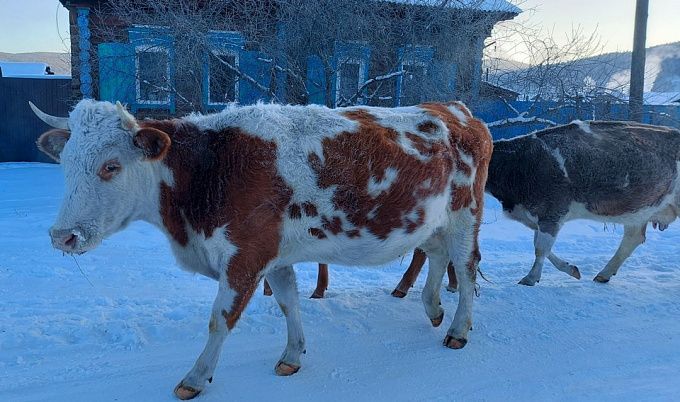 В Улан-Удэ хозяев блуждающих коров будут заставлять выкупать их со штрафстоянки