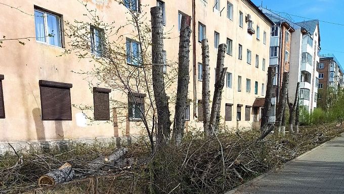 Управляшка незаконно «обкорнала» 27 деревьев в Улан-Удэ