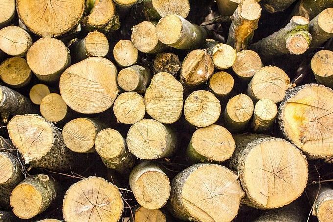 Четверо жителей Бурятии, срубившие лес на 12 млн, дважды пытались оспорить свое наказание