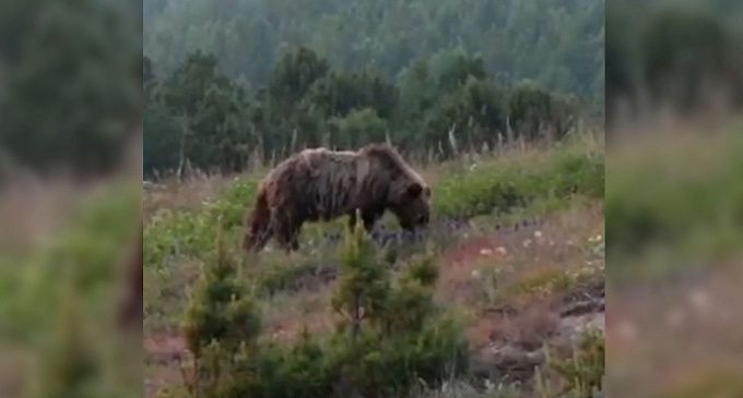 Вознаграждение за добычу медведя увеличат в Бурятии