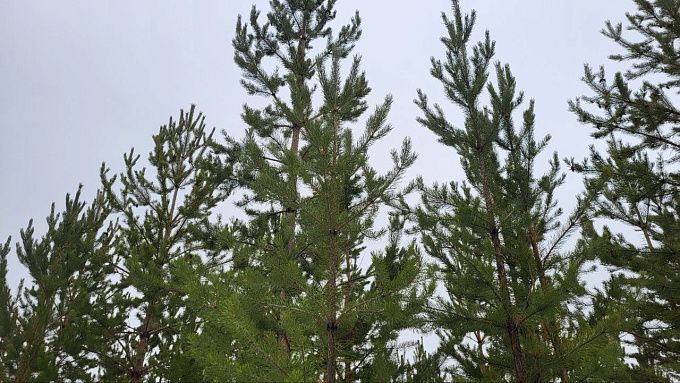 Туман и снег ожидают в Бурятии