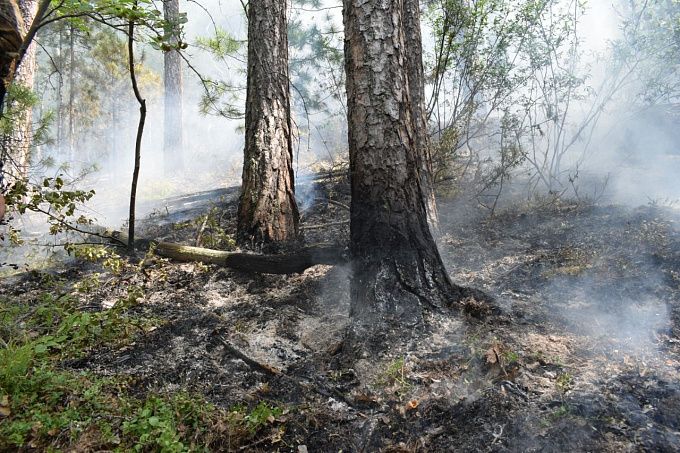 Около 450 гектаров в огне. Площадь лесных пожаров в Бурятии за сутки выросла вдвое