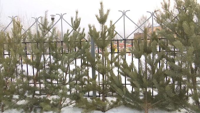 Жителям Бурятии рассказали, как законно обзавестись новогодним деревом 