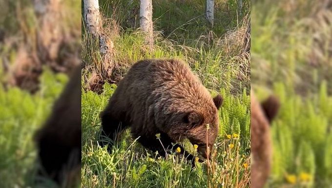 Медвежья семья напугала жителей севера Бурятии