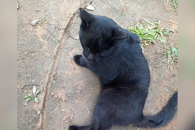 Жительница Улан-Удэ расставила капканы для соседских котов