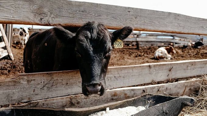 Пункты временного содержания скота открыли в двух районах Бурятии 