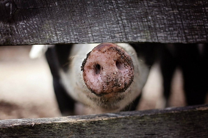 Фермер в Бурятии разводил свиней с нарушениями