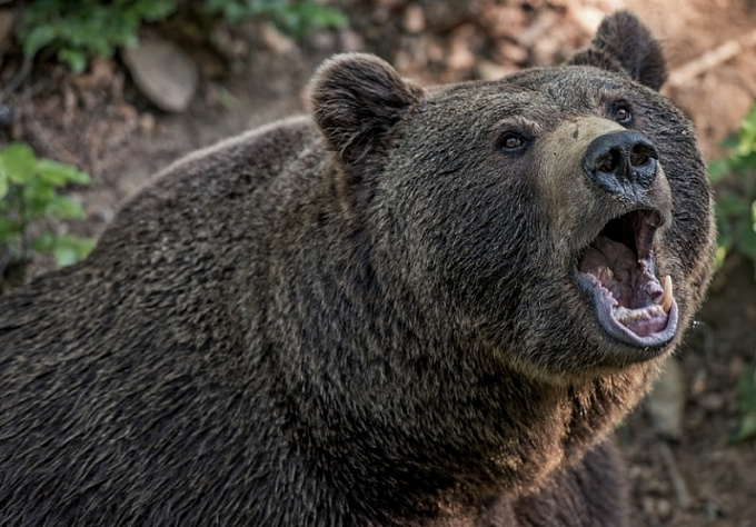 «Нам пришлось его застрелить»: Голодные медведи атакуют села Бурятии