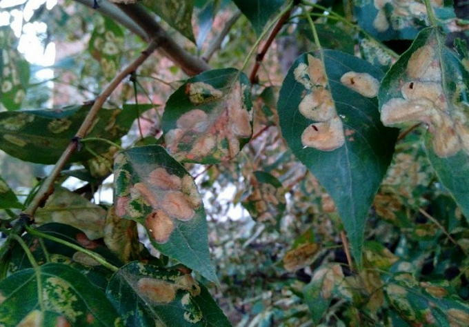 Что случилось с тополями? В Улан-Удэ листья деревьев покрываются пятнами и жухнут