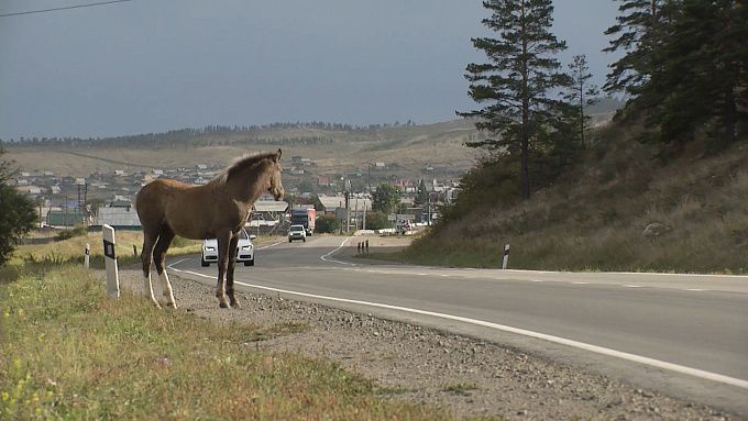 В Бурятии водитель отсудил почти 750 тысяч рублей за ДТП с лошадью