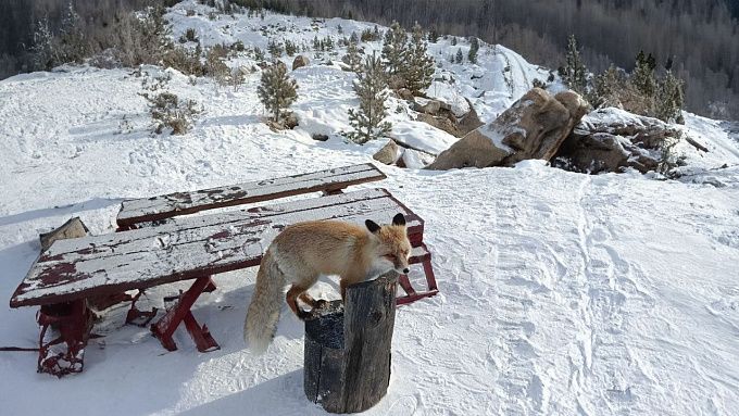 На Байкале лиса вышла к туристам