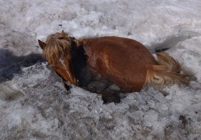 В Бурятии спасли лошадь из проруби (ФОТО)