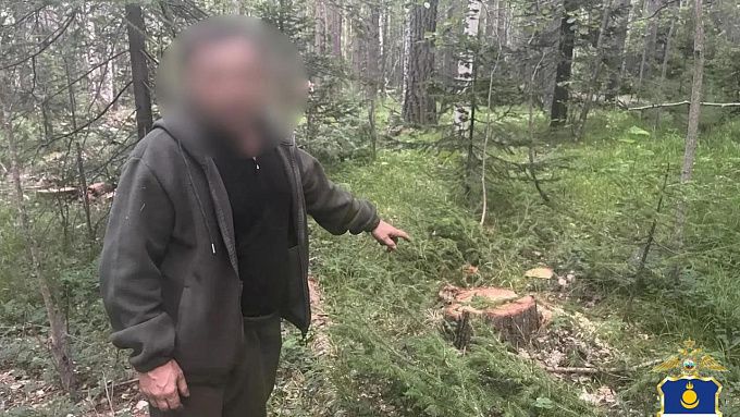 Просчитался, но где: житель Бурятии срубил лес на 14,5 миллионов и продал за «гроши» 