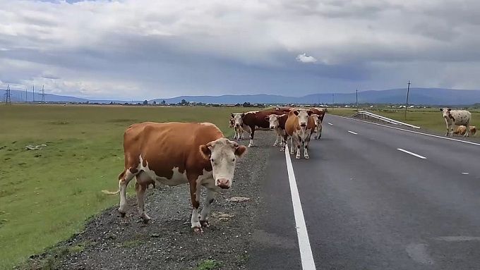В селе Бурятии сообщили о падеже скота