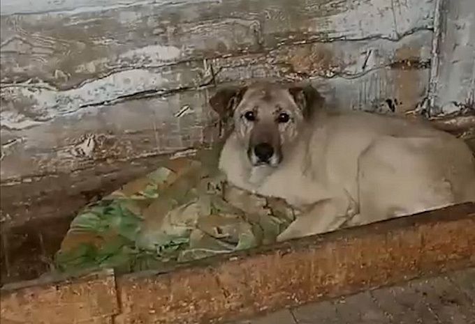В Улан-Удэ собака, спасенная из гудроновой ловушки, ищет дом