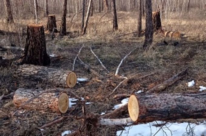Вырубили деревьев на 10 миллионов: В Бурятии осудят банду черных лесорубов