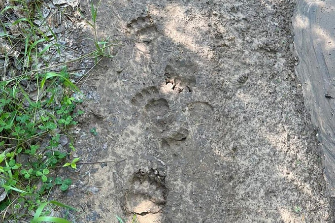 Медведь на тропе здоровья. Следы косолапого обнаружили в Улан-Удэ