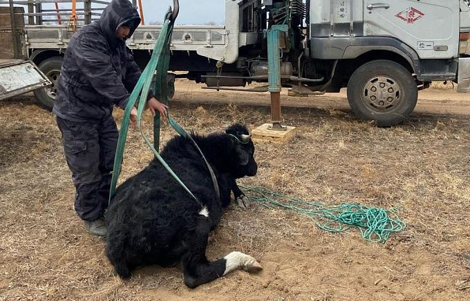В пригороде Улан-Удэ устроили облаву на свободно разгуливающий скот