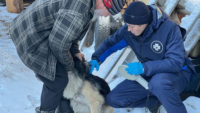 В пригороде Улан-Удэ займутся бешенными лисами В пригороде Улан-Удэ займутся бешенными лисами