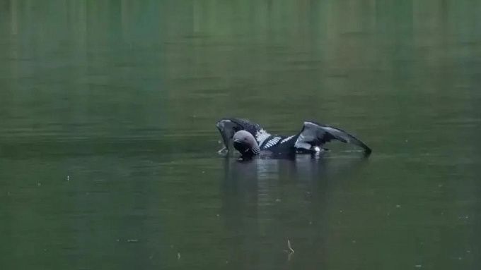 Краснокнижная птица поселилась в нацпарке Бурятии