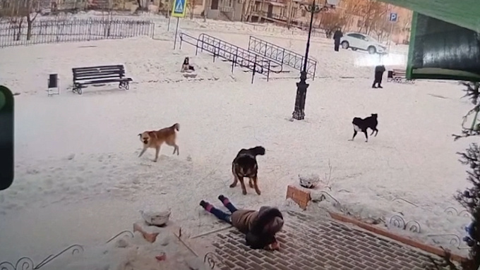 Стая собак напала на школьницу в Бурятии. ВИДЕО