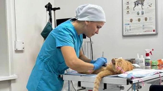 Льготную стерилизацию кошек проведут в Улан-Удэ
