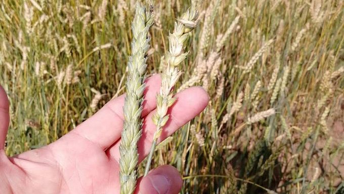 Первый урожай для будущего семенного фонда собрали в Бурятии