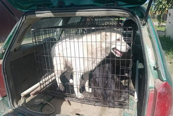  В Улан-Удэ жертвой нападения собак стала еще одна девушка