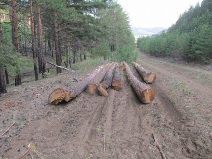 В Бурятии черный лесоруб спилил деревья почти на полмиллиона